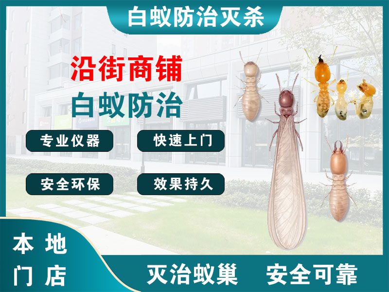 宁波沿街商铺白蚁防治