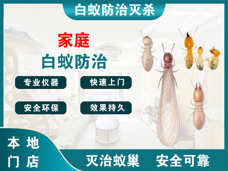 宁波家庭白蚁防治
