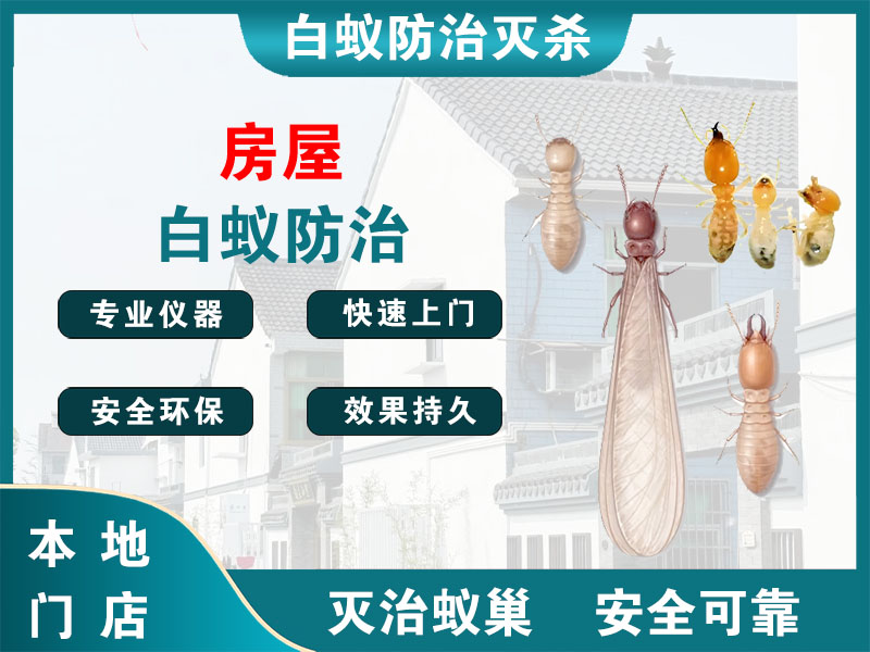 宁波房屋白蚁防治
